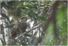 Batara cinerea
