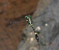 Lamelligomphus castor