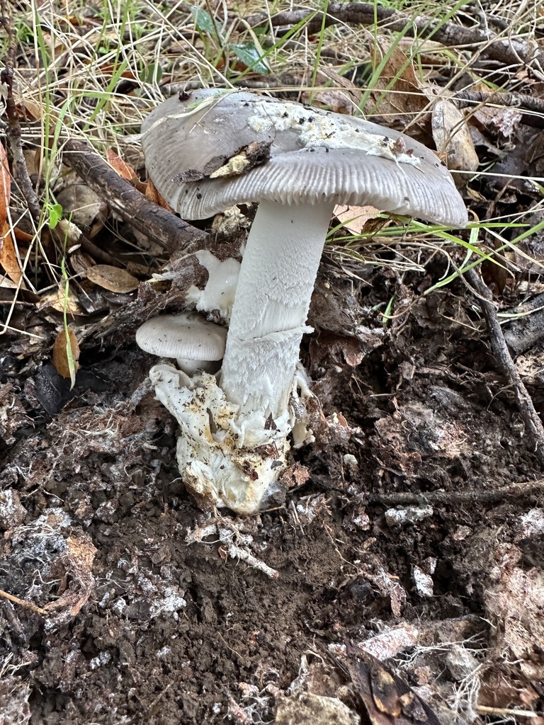Amanita constricta · December 2025 · photo: © ocean_beach_goth (iNaturalist, cc-by)