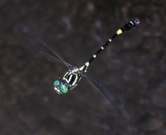 Lamelligomphus castor