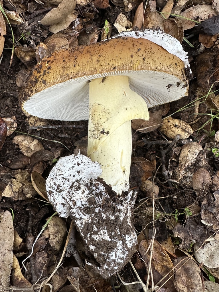 Amanita calyptroderma · December 2025 · photo: © ocean_beach_goth (iNaturalist, cc-by)