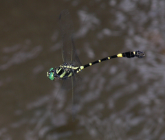 Lamelligomphus castor