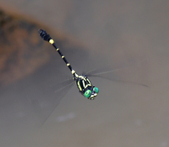 Lamelligomphus castor