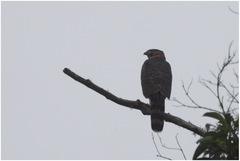 Accipiter poliogaster