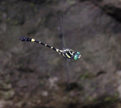 Lamelligomphus castor