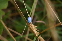 Hoplia coerulea