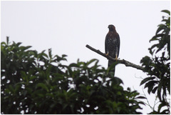 Accipiter poliogaster