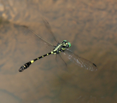 Lamelligomphus castor