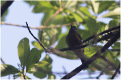 Mionectes rufiventris