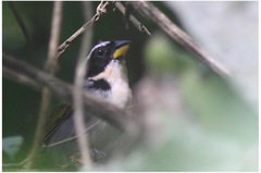 Arremon semitorquatus