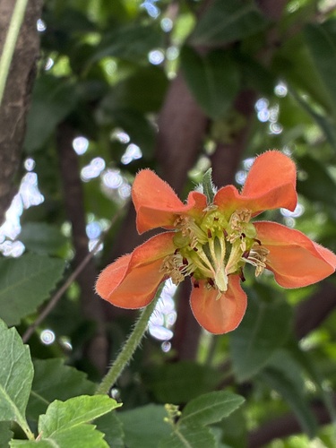Brick-Red Caiophora (Caiophora lateritia)