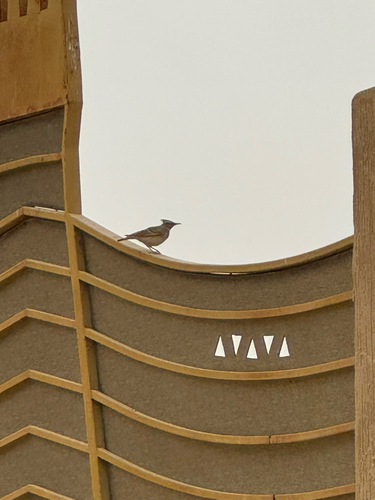 Crested Lark