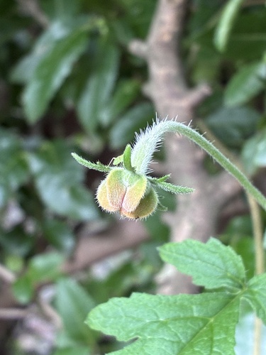 Caiophora lateritia, photograph 3