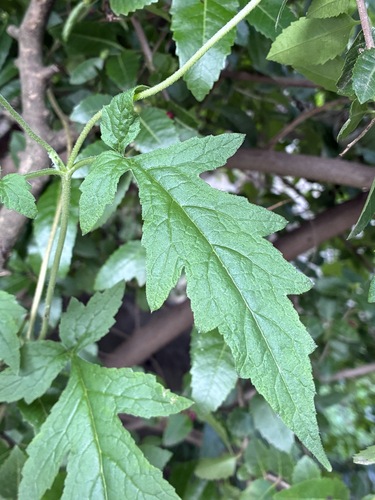 Caiophora lateritia, photograph 2