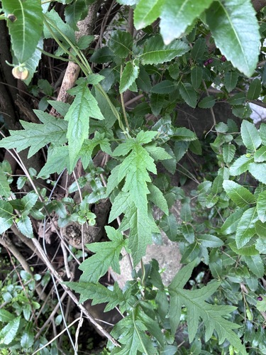 Caiophora lateritia, photograph 4