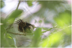 Cantorchilus longirostris