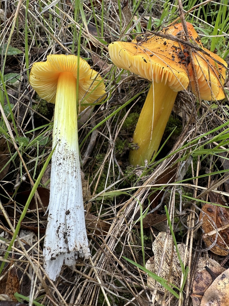 Hygrocybe singeri · December 2025 · photo: © ocean_beach_goth (iNaturalist, cc-by)