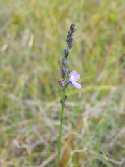 Comesperma defoliatum