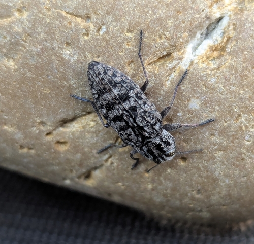 Chrysobothris ludificata