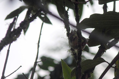 Cranioleuca obsoleta