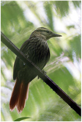 Cichlocolaptes leucophrus