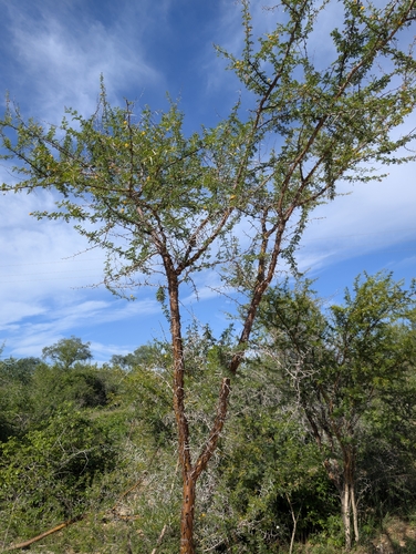 Flaky thorn (Vachellia exuvialis)