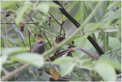 Synallaxis ruficapilla