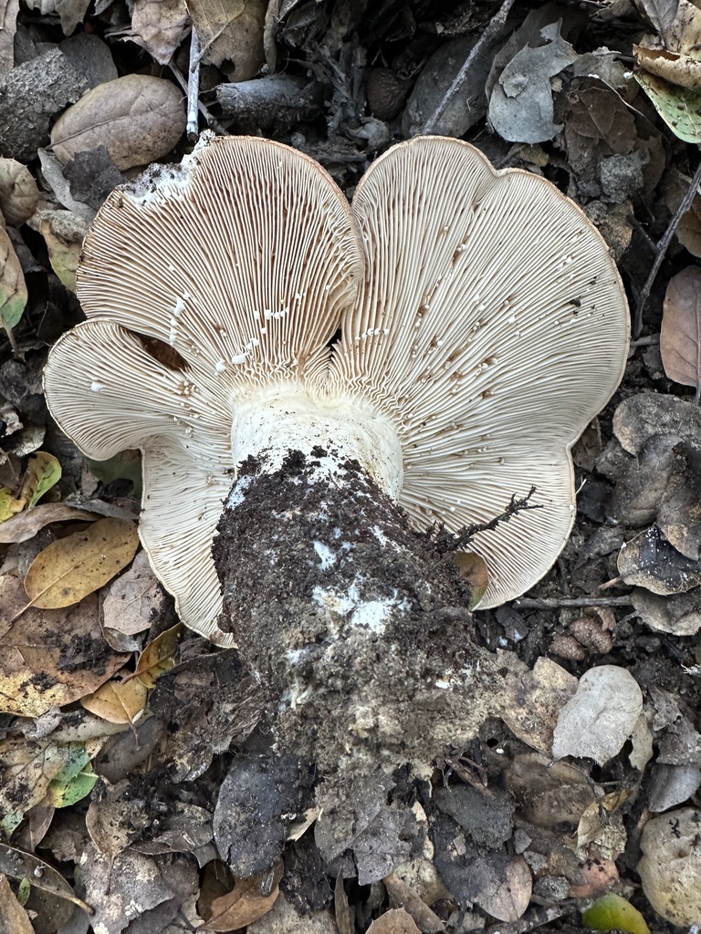 Lactarius argillaceifolius · December 2025 · photo: © ocean_beach_goth (iNaturalist, cc-by)
