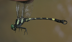 Lamelligomphus castor
