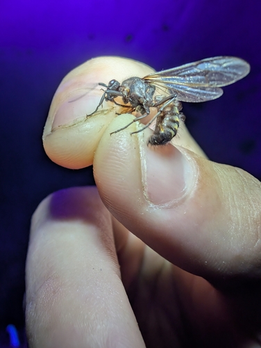 毛腹游蚁Eciton setigaster