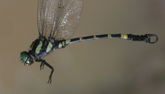Lamelligomphus castor