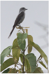 Muscipipra vetula
