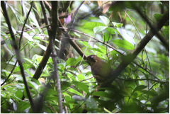 Chamaeza campanisona