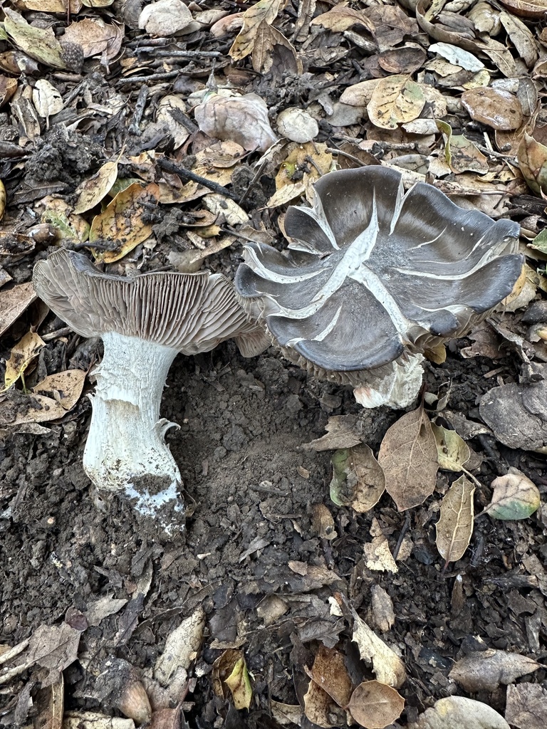 Entoloma ferruginans · December 2025 · photo: © ocean_beach_goth (iNaturalist, cc-by)