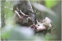 Pyriglena leucoptera