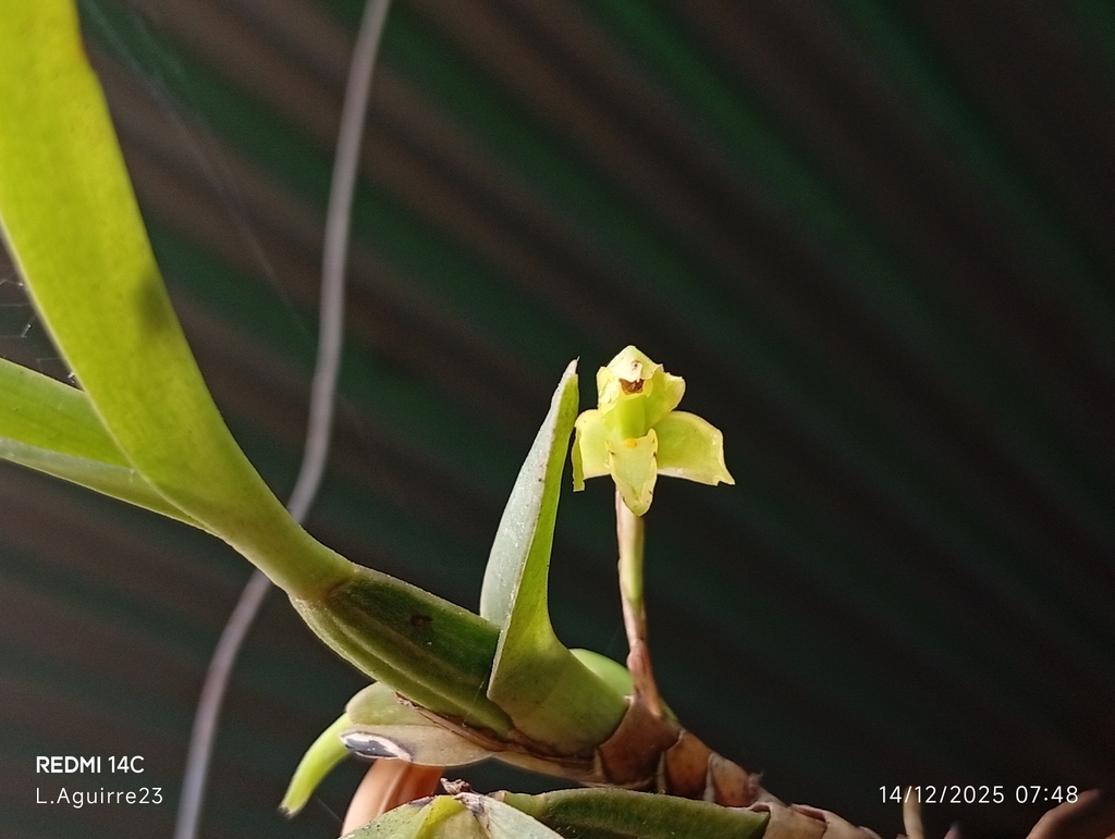 Maxillaria friedrichsthalii