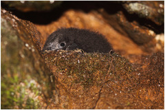 Cypseloides fumigatus