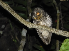Otus manadensis