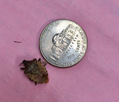 Halyomorpha halys