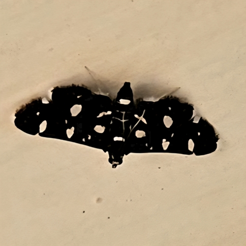 Dotted Sable
