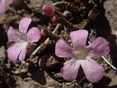 Ourisia microphylla