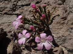 Ourisia microphylla