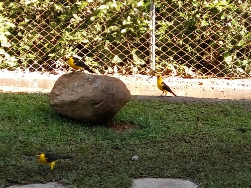 Gymnomystax mexicanus