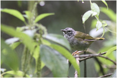 Myiothlypis leucoblephara