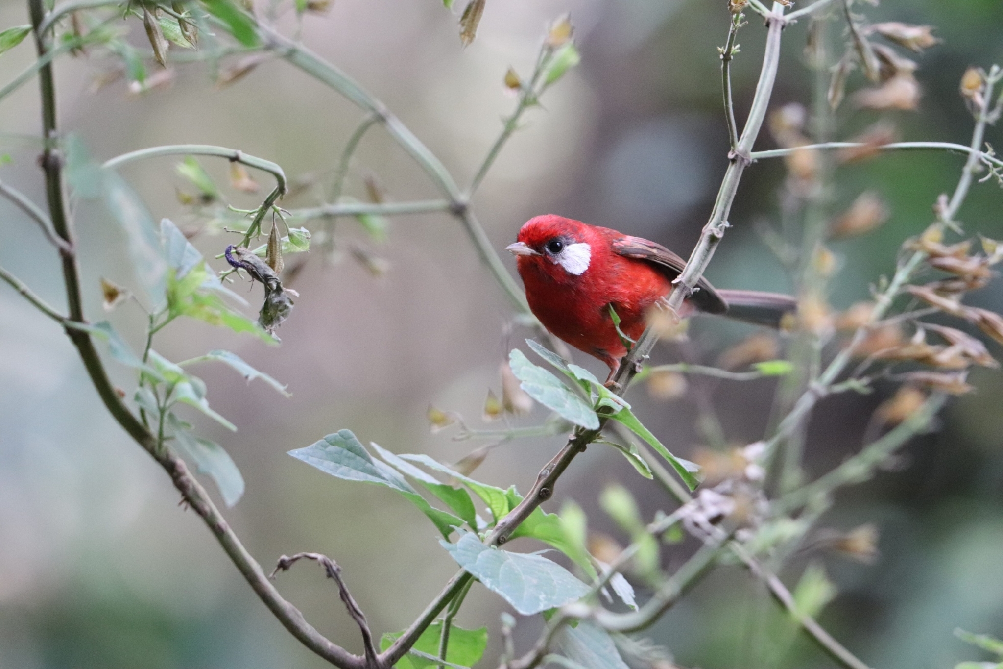 Red Warbler illustration