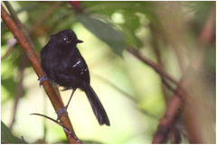 Pyriglena leucoptera