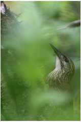 Xiphocolaptes albicollis