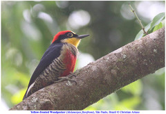 Melanerpes flavifrons