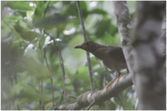 Turdus flavipes