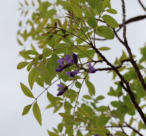 Bolusanthus speciosus, photograph 5